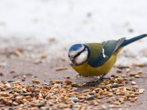 Alimentos para Aves Ornamentales